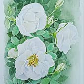 Белый шиповник