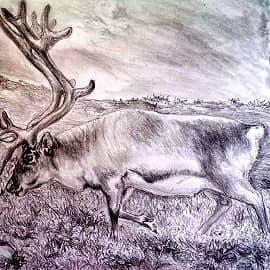 Северный олень