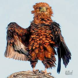 Птичий мудрец, оратор