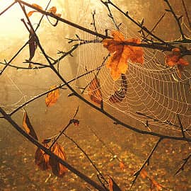 осенние украшения