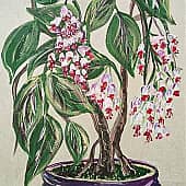 Бонсай " Клеродендрум госпожи Томпсон"