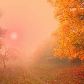 Цветные туманы осени.