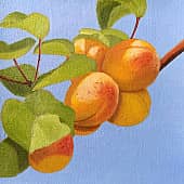 Плоды абрикоса.