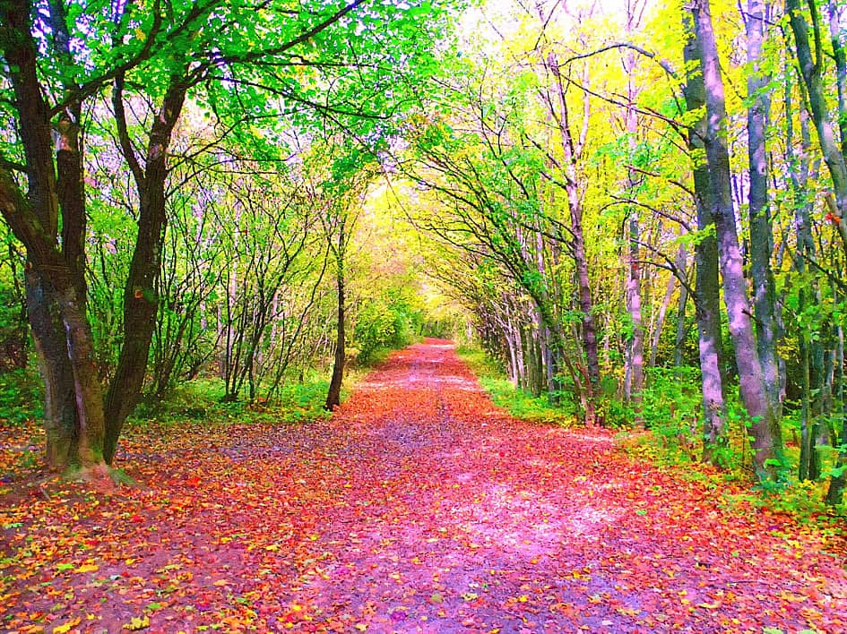 Солнечные зайчики.