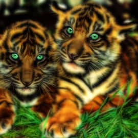 Животные 029