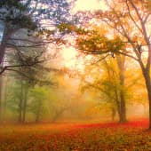 Цветные туманы.