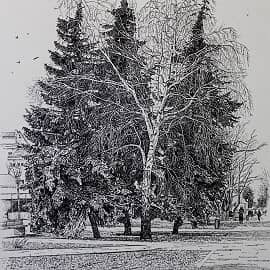 Деревья в городе