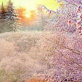 Холодный туман.