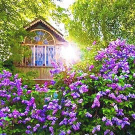 сиреневая весна