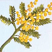 Минимоза (1), художник Людмила Соболь