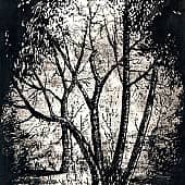 Лесные контрасты  The Forest Contrasts