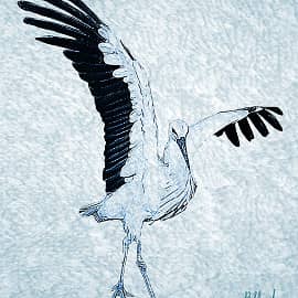 Танцующий аист