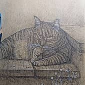 Кошка
