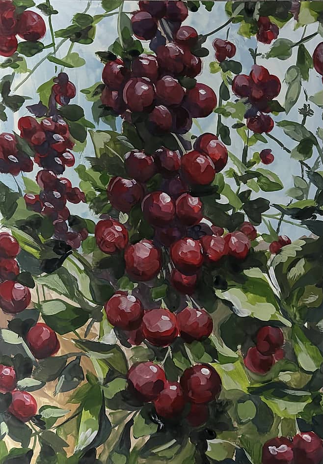 Спелая вишня