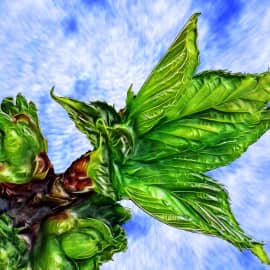 Первые листочки