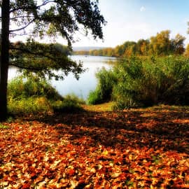 Ковёр опавших листьев.