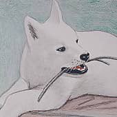 Майконгский волк