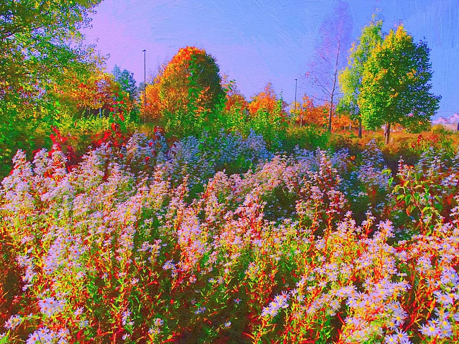 Осенние цветы.