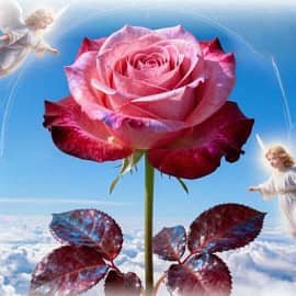 " Роза Мира"