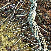 Фукуок. Коряга.