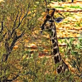 Животные 008