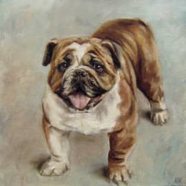 Английский бульдог