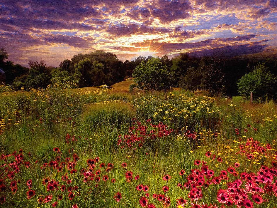 Цветы на закате.