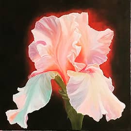 Сияющий ирис