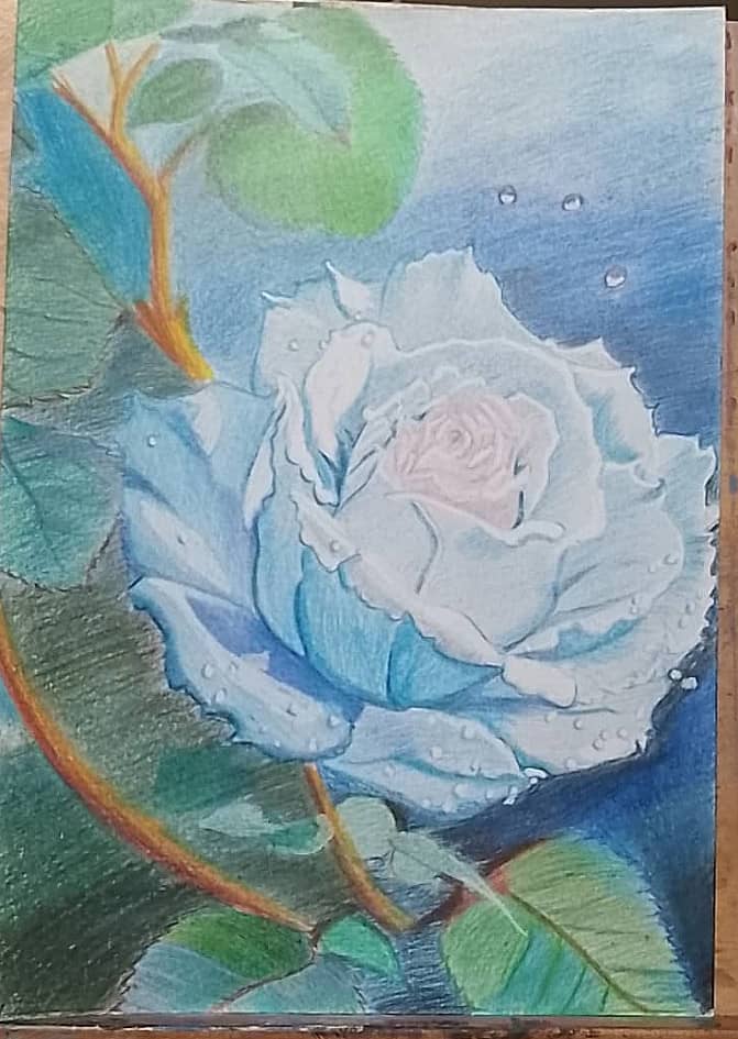 Голубая роза.