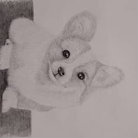 Добрый корги