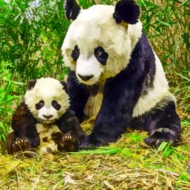 Животные 033