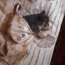 Масяникин Лисович