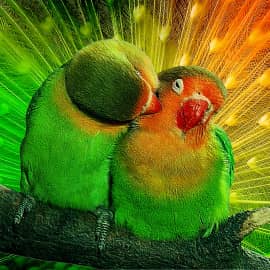 Милая парочка