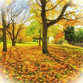 Облетают листья.