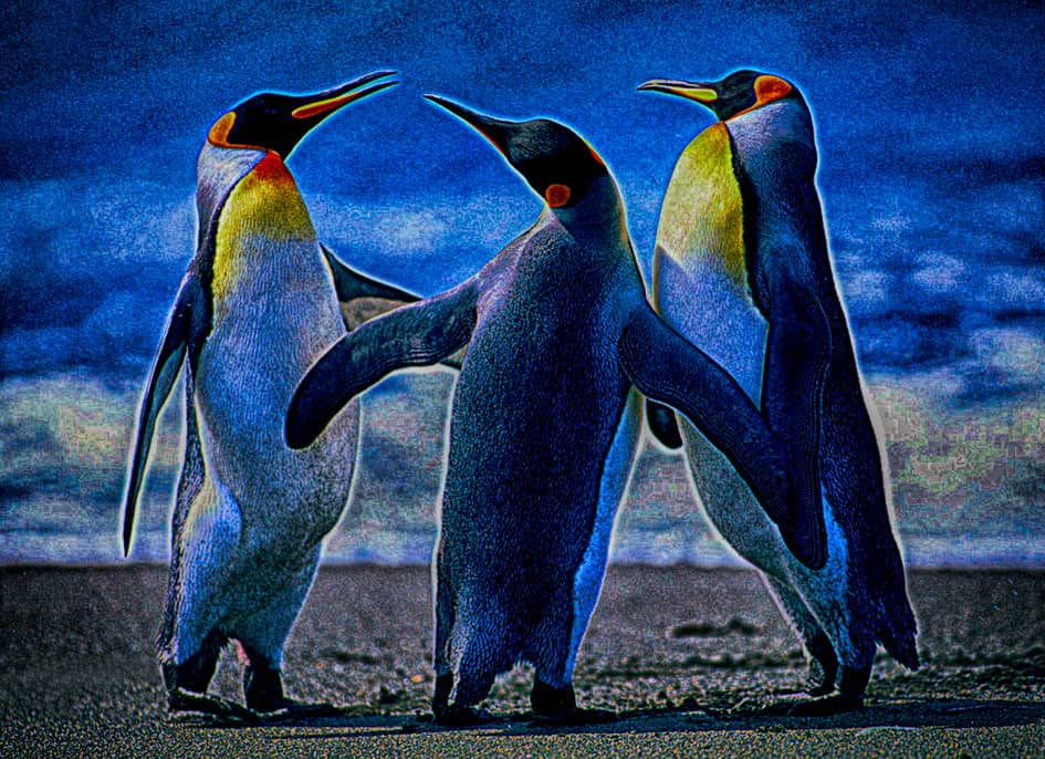 Анекдоты пингвинов