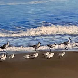 Два семейства куликов на морской прогулке