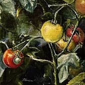 На грядке. Помидоры.