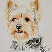 Йоркширский терьер