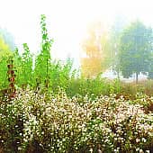 цветы в тумане