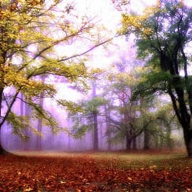 Цветные туманы осени.