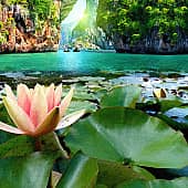 Цветы на воде.