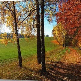 3 берёзы.