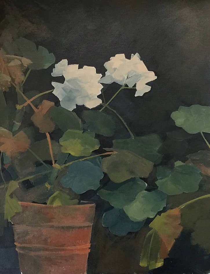 Белая пеларгония