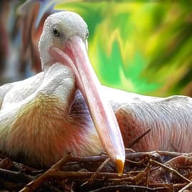 Пеликан в гнезде
