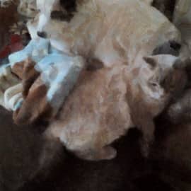 БИМА И ДАША