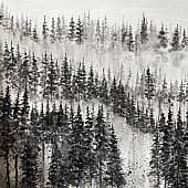 Тёмный лес (2), художник Карина Андреева