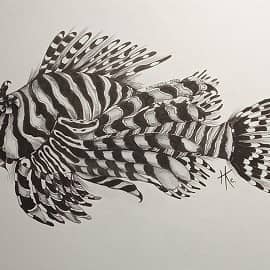 Крылатка-зебра