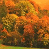 Осенние пейзажи-1 (1), художник Alex-08