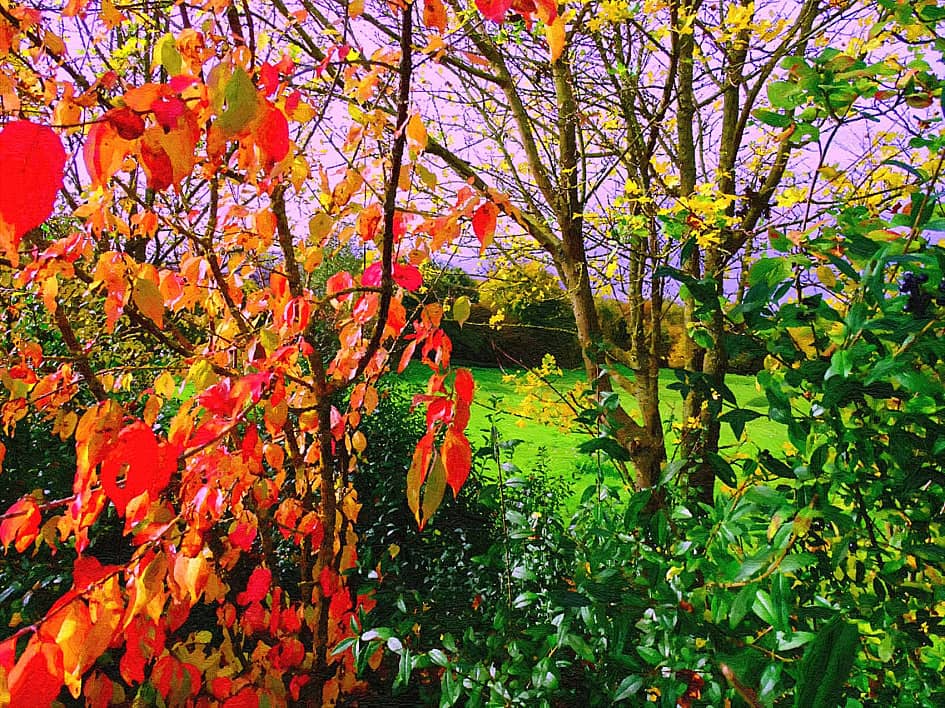 Осенние листья.