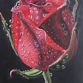 Роза с капельками